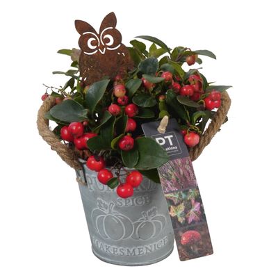 Arrangement herfst outside zink