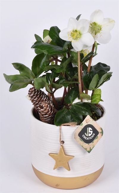 Ceramic avec étoile en or