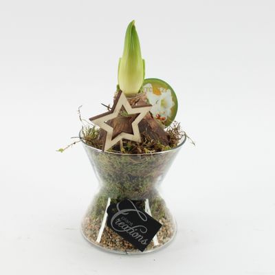 Arrangement Xmas Amaryllis