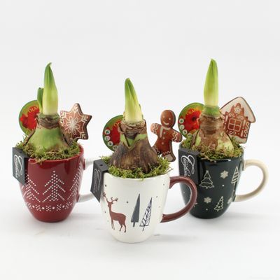 Arrangement kerst Amaryllis