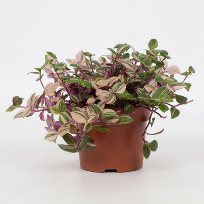 Tradescantia fluminensis Quadricolor ( Vaderplant )