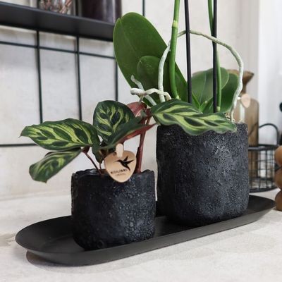 Kolibri home moon potje