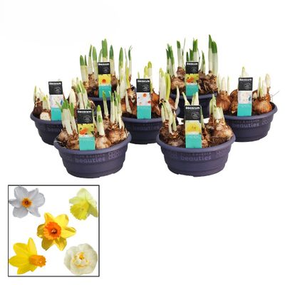 Narcissus mix in schaal