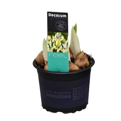 Iris reticulata Katherine's Gold