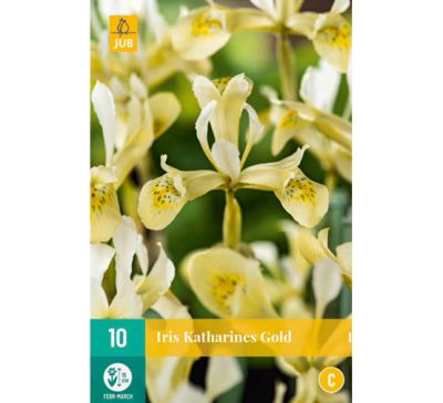 Iris reticulata Katherine's Gold