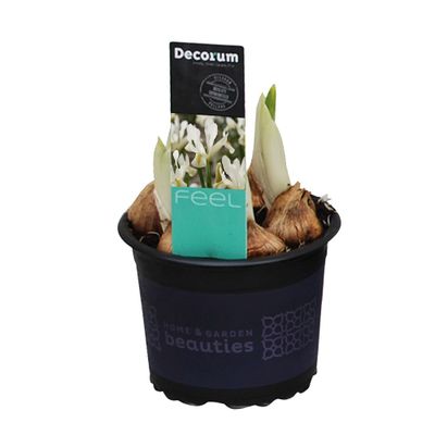 Iris reticulata Louise