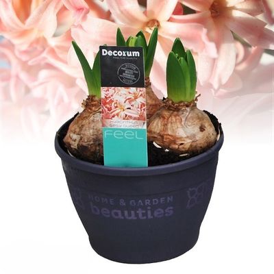 Hyacinthus Gipsy Queen