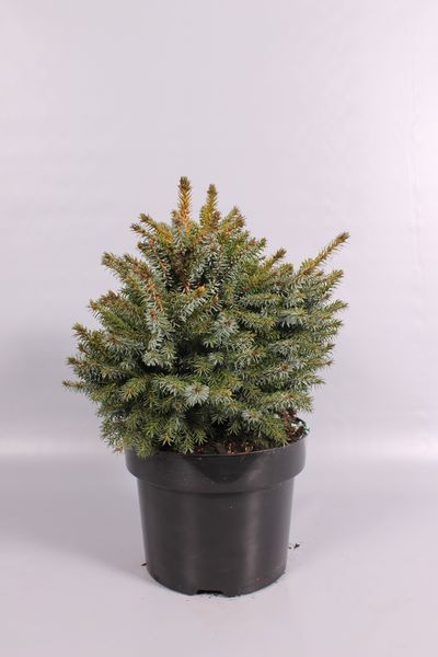 Picea omorika Nana