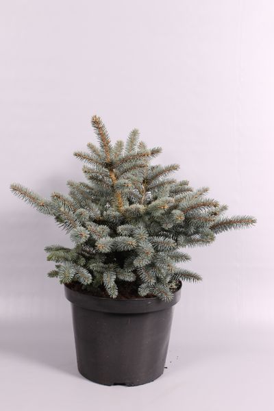 Picea pungens Glauca Globosa ( Blauwspar )