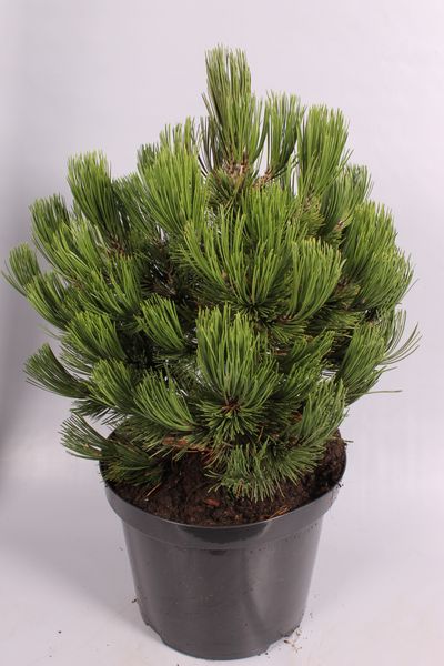 Pinus heldreichii Compact ( Bosnische Pijnboom )