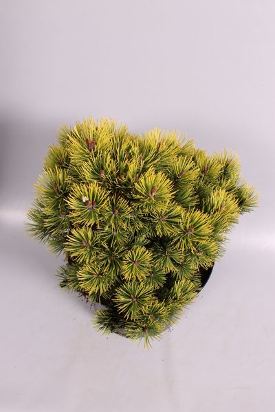 Pinus mugo Ophir ( Pijnboom of Dwergden )