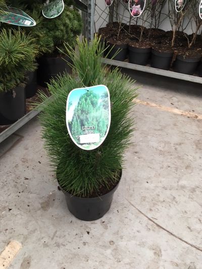 Pinus nigra Green Tower ( Zwarte den of Oostenrijkse den )