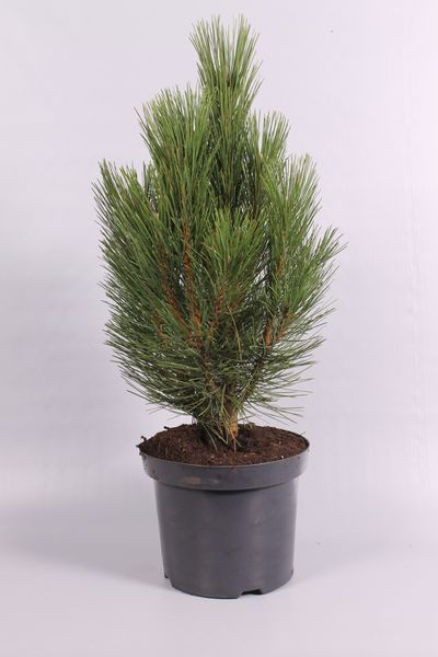 Pinus nigra Pyramidalis ( Zwarte den )