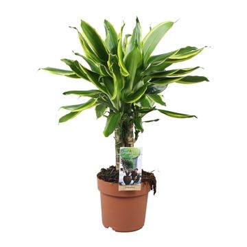 Dracaena Dorado Carrousel