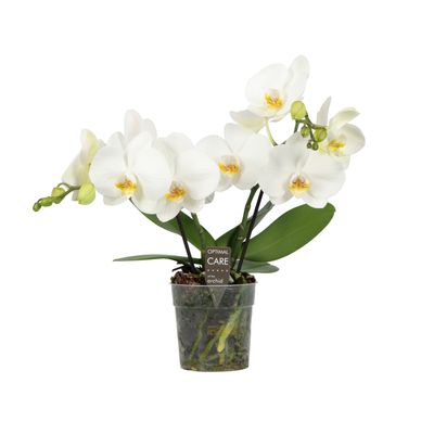Orchidee Phalaenopsis shorty white spike