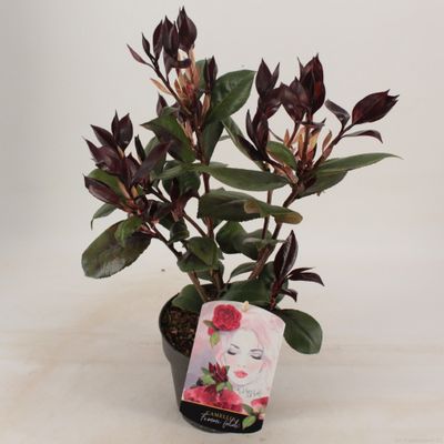 Camellia japonica femme fatale p15 h30