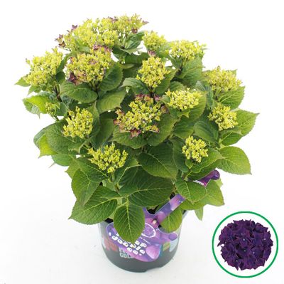 Hortensia ‘Deep Purple Dance’