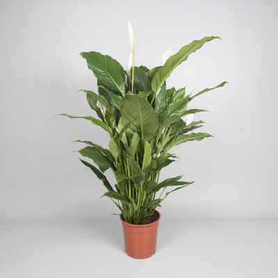 Spathiphyllum 'sweet sebastiano' (lepelplant)