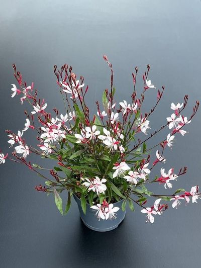Gaura lindheimeri 'Ciao Ciao' 