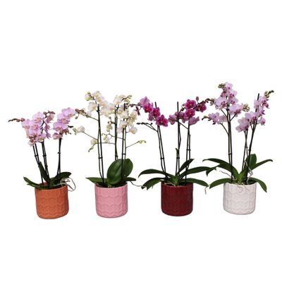 Orchidee in pot