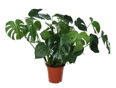 Monstera Deliciosa (Gatenplant) 