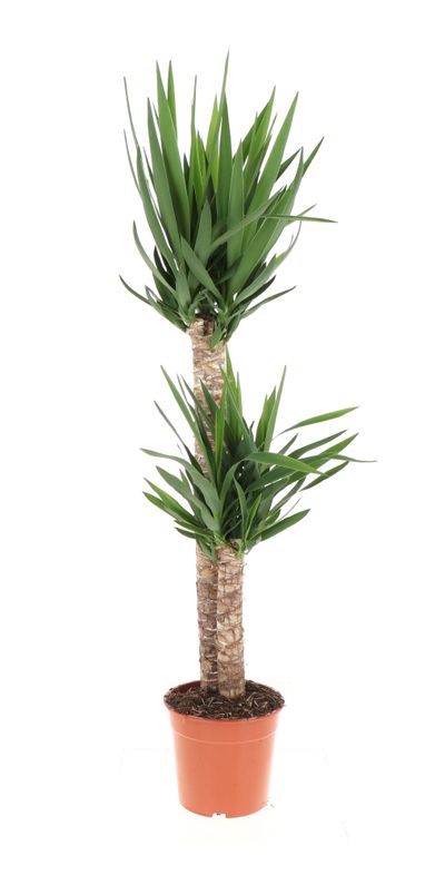 Yucca (Palmlelie) 