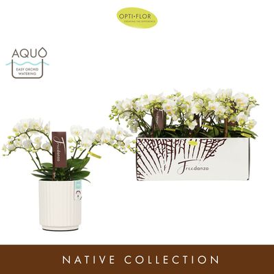 Orchidee in keramieken pot Aquo