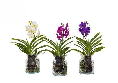 Vanda orchidee in glazen pot