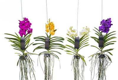 Vanda orchidee hangend