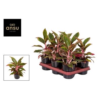 Aglaonema Jungle Red