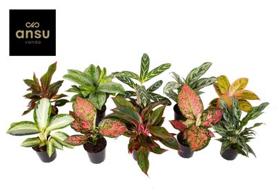 Aglaonema Groen - Rood mix