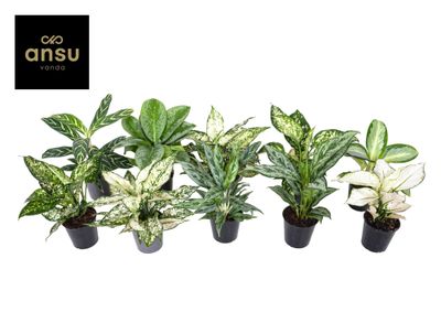 Aglaonema Groen - Wit mix