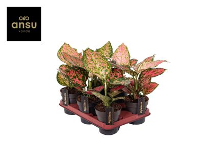 Aglaonema Crimson Love