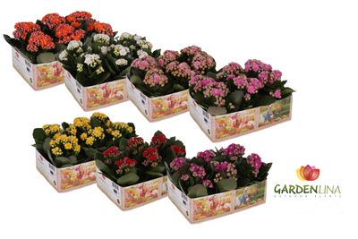 Kalanchoë Gardenlina 6-pack