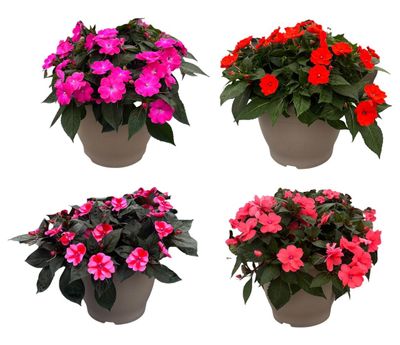 Vlijtig Liesje (SunPatiens)