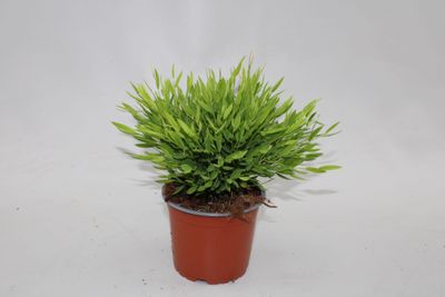 Bamusa Pogonatherum Monica p12 h25