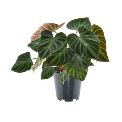 Philodendron Verrucos Incensi