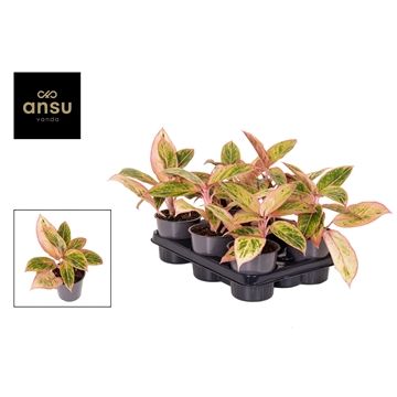 Aglaonema salmon fantasy