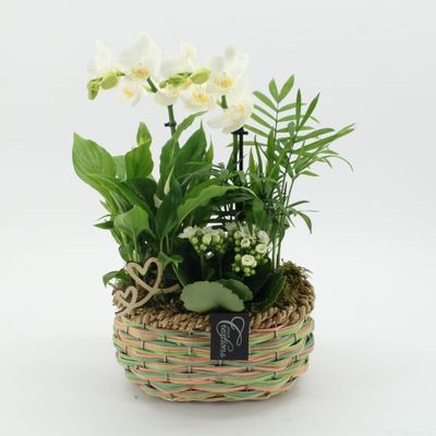 Arrangement phalaenopsis