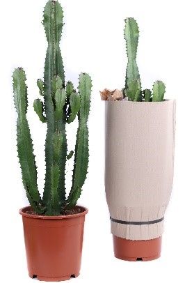 Euphorbia acrurensis