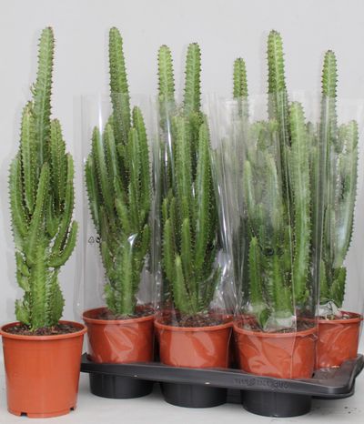 Euphorbia trigona groen