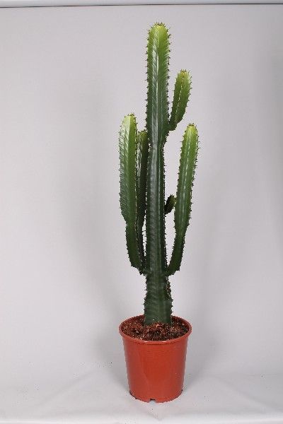 Euphorbia cowboycactus