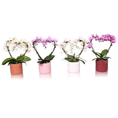 Orchidee hartvorm in keramiek 