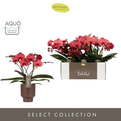 Tablo spritz emilia brown