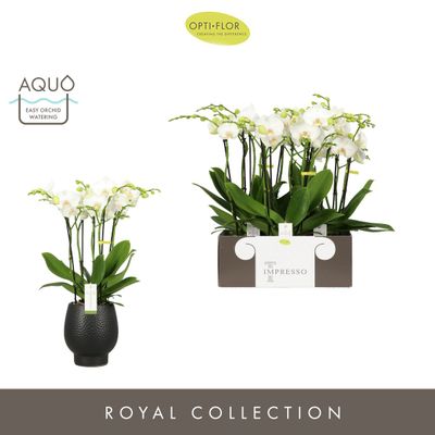 Impresso mathilde abruzzo