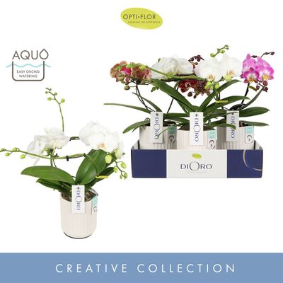 Dioro mix 2s in molise white