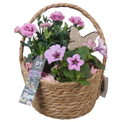 Arrangement  plantes panier roseau 