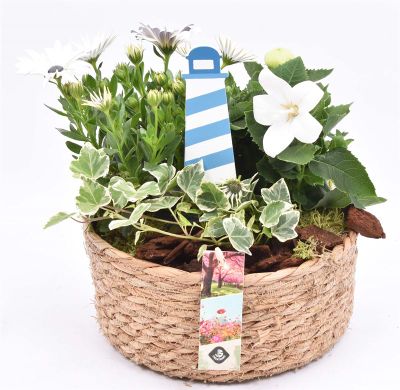 Arrangement  plantes panier roseau 