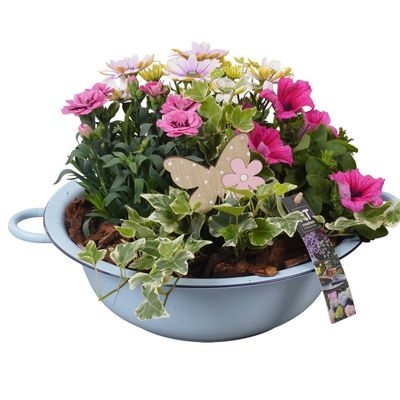 Arrangement plantes en zinc