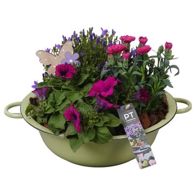 Arrangement plantes en zinc